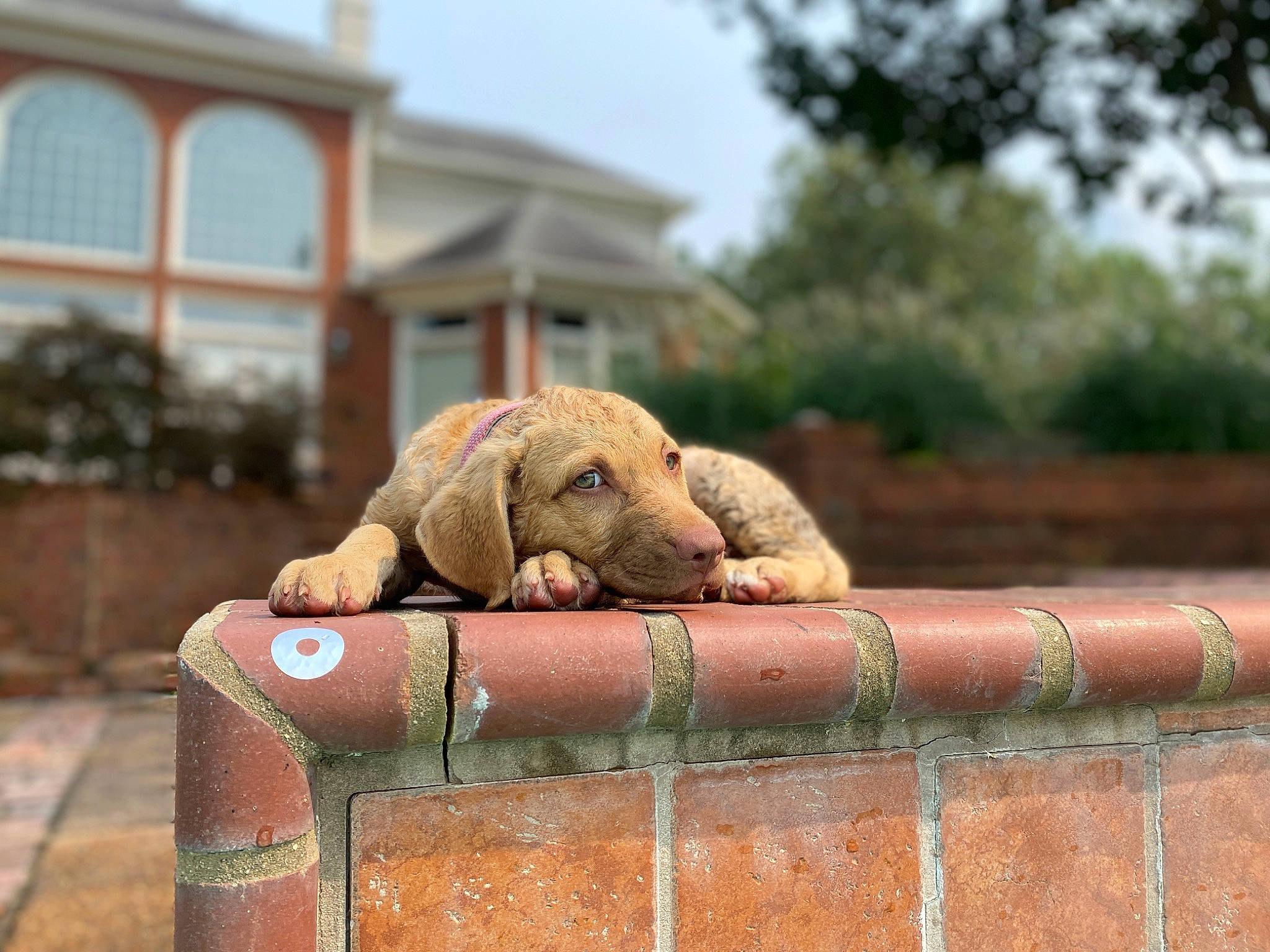 Addison Lane joined the competition — help win amazing prizes! art, brick, fawn, grass, landscape, plant, reptile, sculpture, sky, snout, soil, stuffed_toy, terrestrial_animal, tortoise, toy, tree, turtle, wildlife, window, wood