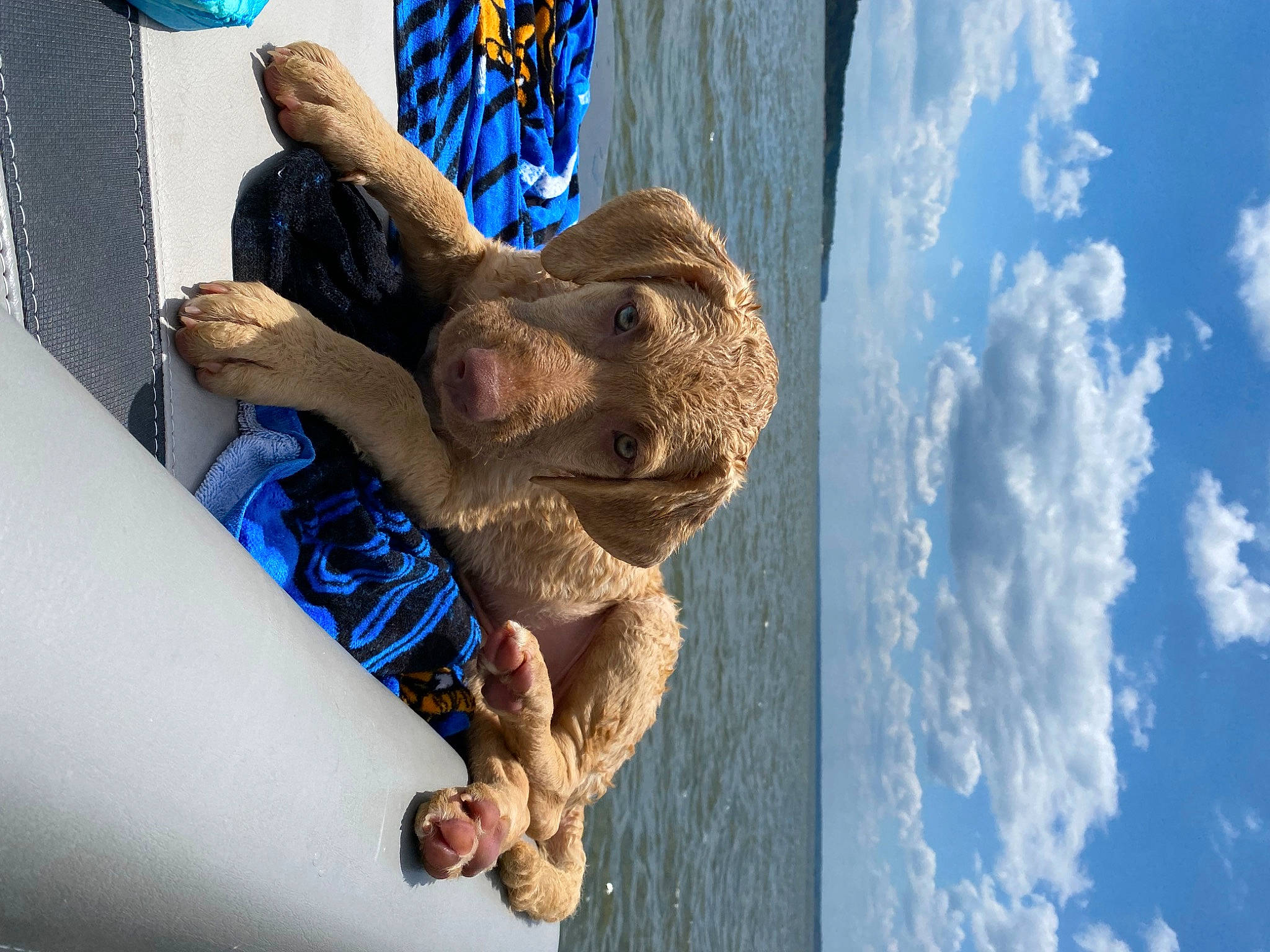 Addison Lane is registered to the contest to win money with this photo: azure, blue, carnivore, cloud, daytime, dog, dog_breed, elbow, electric_blue, fawn, fun, gesture, hand, happy, leisure, sculpture, sky, snout, water, working_animal