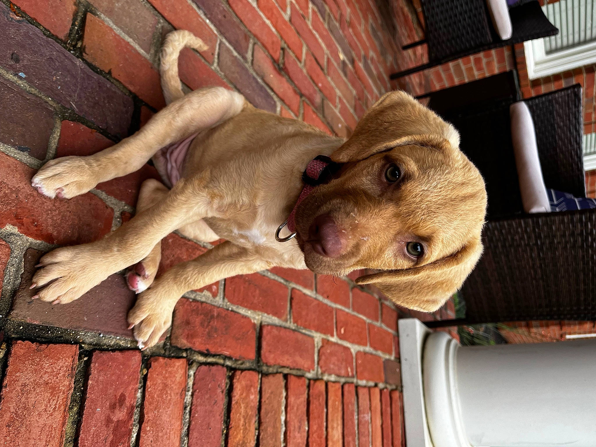 Addison Lane is registered to the contest to win money with this photo: ancient_dog_breeds, brick, brickwork, canidae, carnivore, companion_dog, dog, dog_breed, fawn, guard_dog, mammal, non_sporting_group, sculpture, snout, sporting_group, tail, terrestrial_animal, vertebrate, wood, working_animal