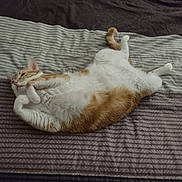 Honey is registered to the contest to win money with this photo: cat, orange_cat, white_cat, striped_bedspread, bed, sleeping, relaxed, fluffy, indoor, pet, feline, cute, resting, animal, fur, paw, tail, cozy, home, comfort