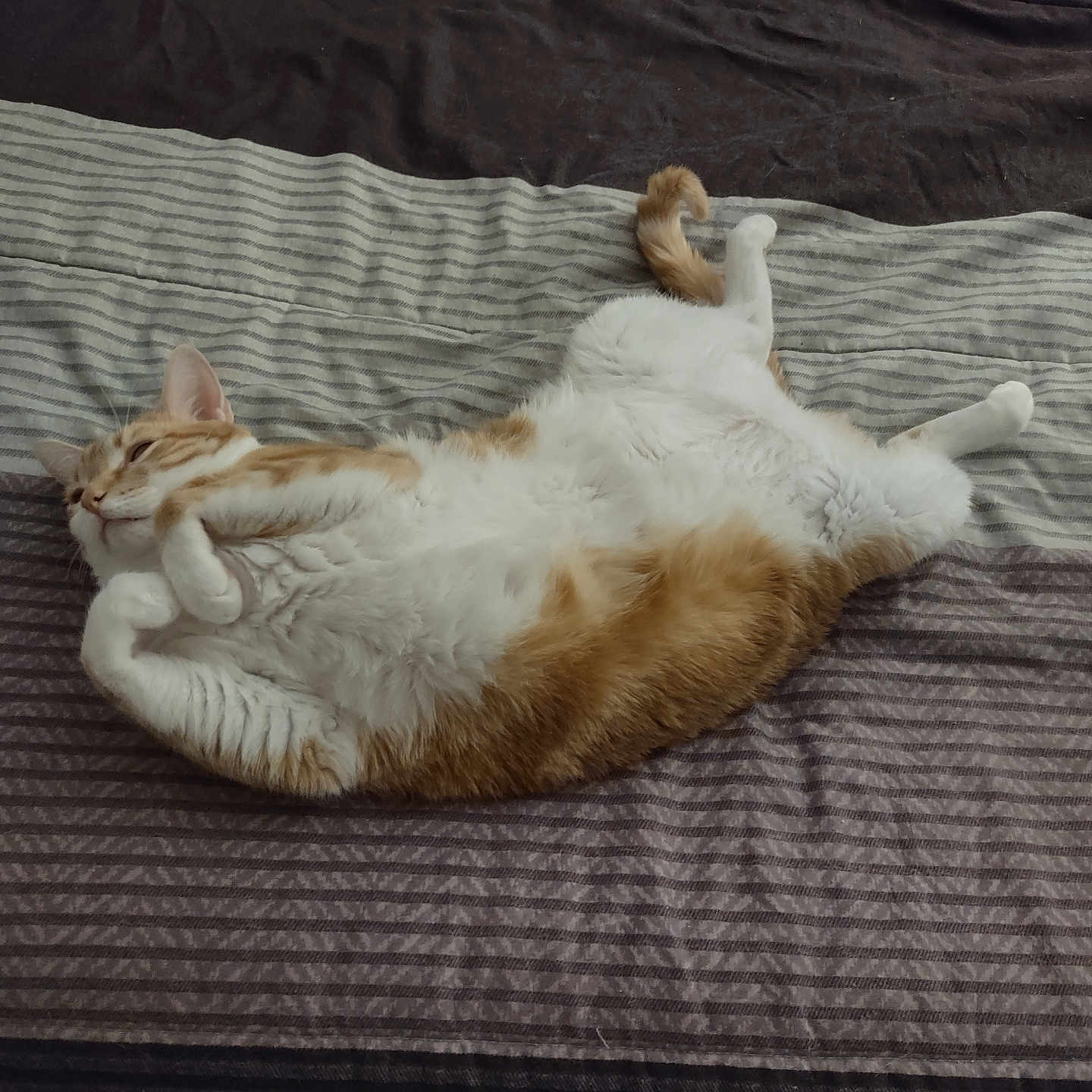 Honey is registered to the contest to win money with this photo: animal, bed, cat, comfort, cozy, cute, feline, fluffy, fur, home, indoor, orange_cat, paw, pet, relaxed, resting, sleeping, striped_bedspread, tail, white_cat