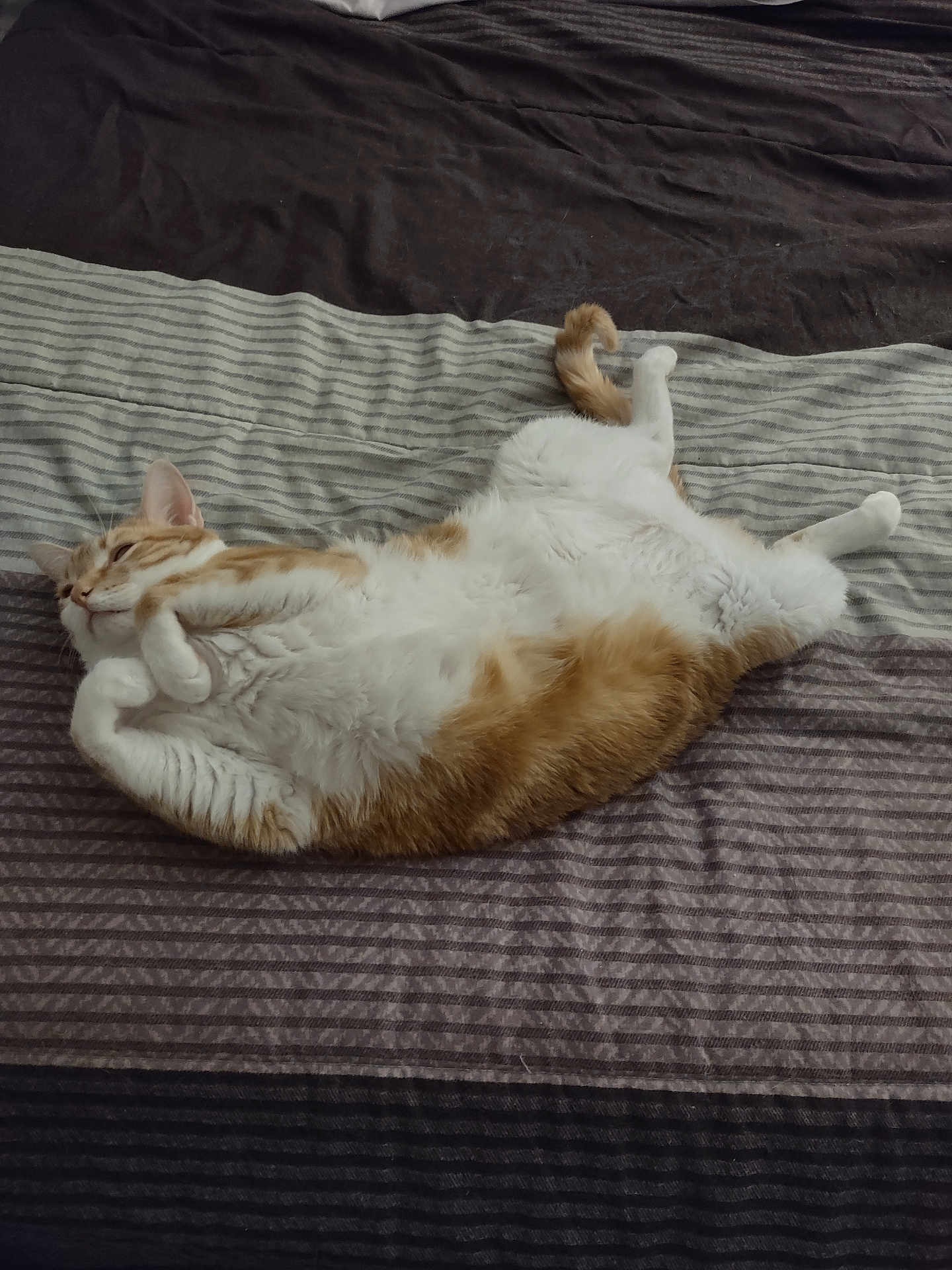 Honey is registered to the contest to win money with this photo: cat, orange_cat, white_cat, striped_bedspread, bed, sleeping, relaxed, fluffy, indoor, pet, feline, cute, resting, animal, fur, paw, tail, cozy, home, comfort