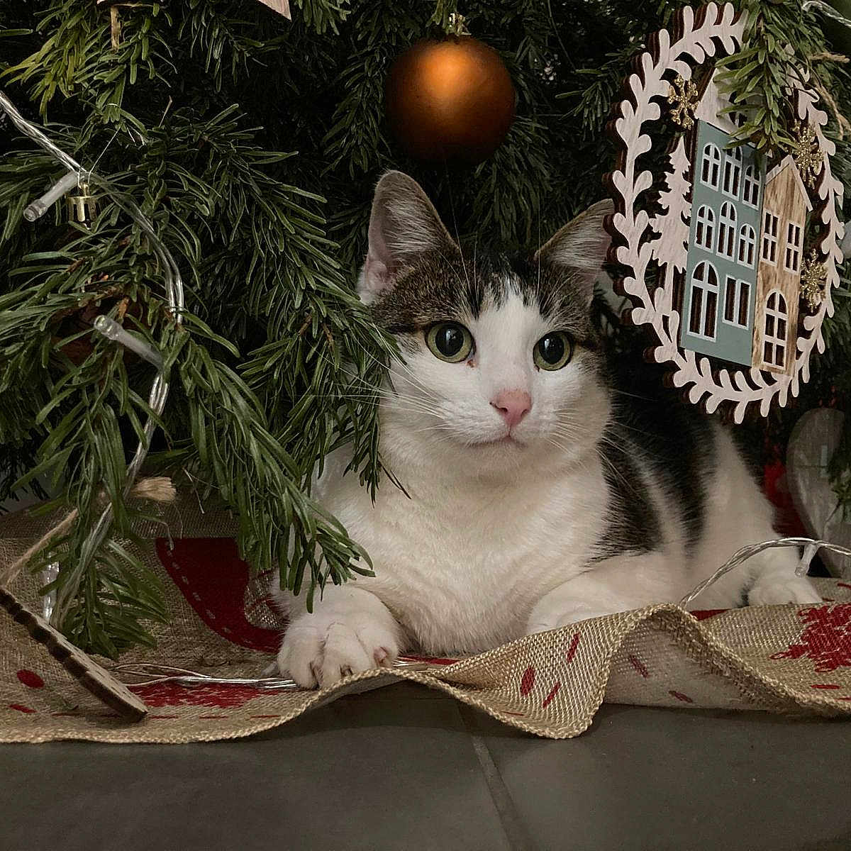 Socquette a rejoint le concours — aidez-le/la à gagner de superbes lots ! animal, canine, cat, christmas, christmasdecorations, christmastree, christmastreeornaments, dog, dogbed, festival, kitten, manx, pet