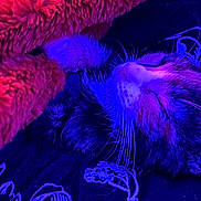 Kenai is registered to the contest to win money with this photo: cat, sleeping_cat, whiskers, blanket, plush, fur, cozy, close_up, pet, indoor, purple_light, neon_lighting, soft_texture, paw, nose, relaxed, bedding, textile_pattern, night, snooze