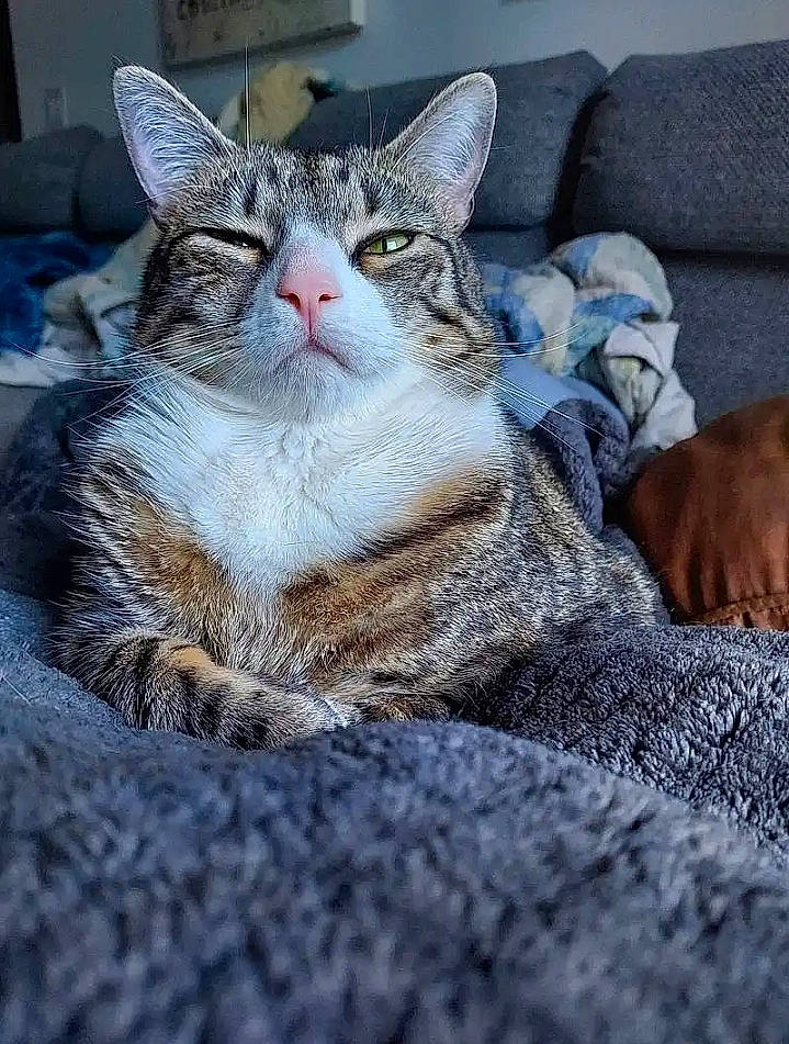 Gray is registered to the contest to win money with this photo: carnivore, cat, claw, comfort, domestic_short_haired_cat, felidae, fur, grey, nap, paw, sitting, small_to_medium_sized_cats, snout, tail, tree, whiskers