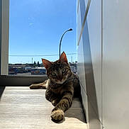 Nala participe au concours pour gagner de l'argent avec cette photo : cat, tabby, sunlight, window, indoor, relaxed, paw, floor, shadow, blue_sky, curious, animal, pet, feline, domestic_cat, resting, quiet, daylight, house, cozy