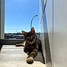 cat, tabby, sunlight, window, indoor, relaxed, paw, floor, shadow, blue_sky, curious, animal, pet, feline, domestic_cat, resting, quiet, daylight, house, cozy