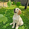 Drago participe au concours pour gagner de l'argent avec cette photo : golden_retriever, puppy, dog, grass, leaf, branch, garden, outdoor, sunlight, pet, animal, greenery, fence, nature, cute, young_dog, sitting, attentive, summer, yard