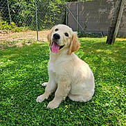 Drago participe au concours pour gagner de l'argent avec cette photo : puppy, dog, golden_retriever, grass, outdoor, sunlight, happy, tongue_out, pet, nature, greenery, fence, tree, cute, animal, canine, sitting, young, fluffy, playful