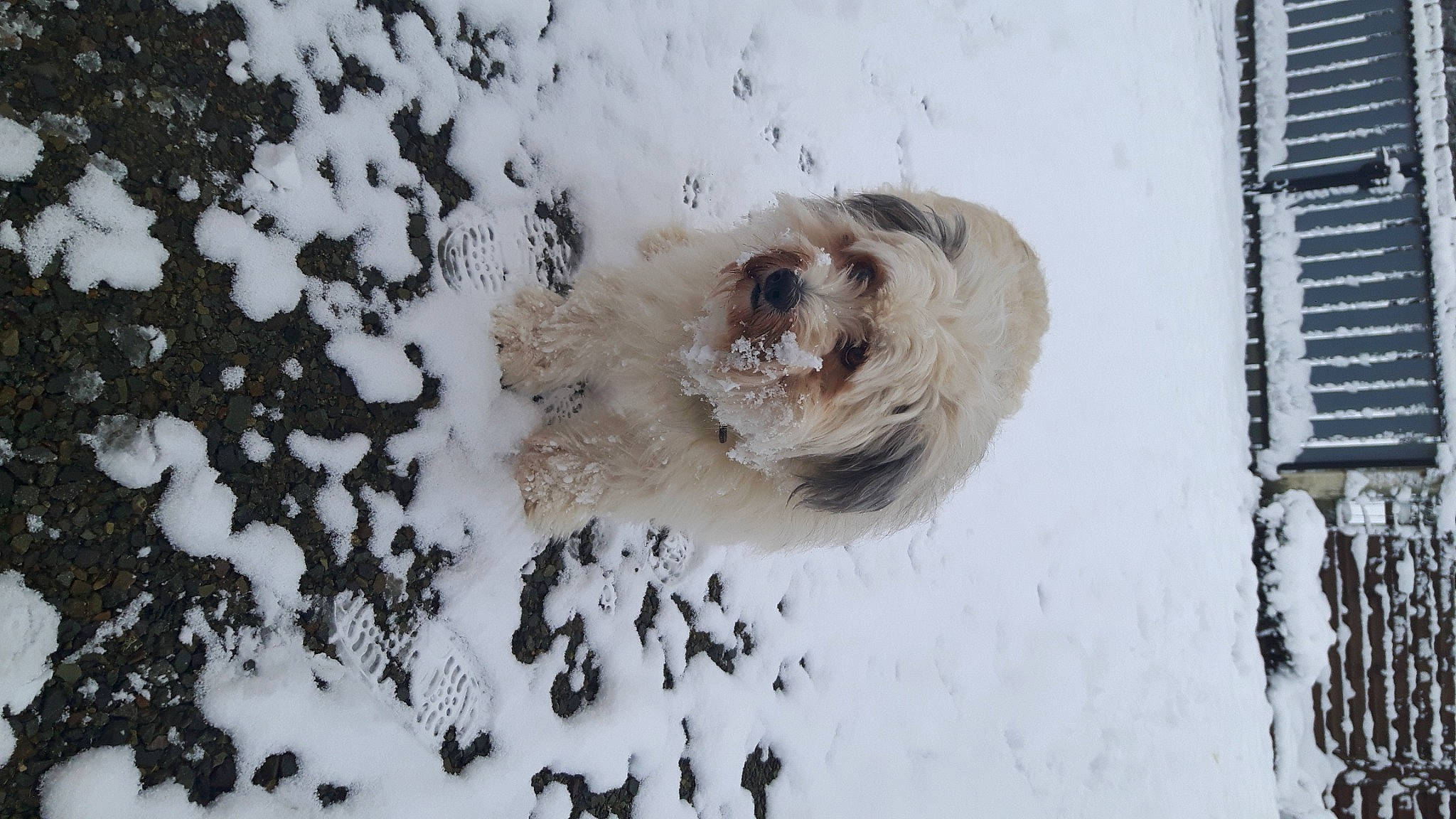 Eliot participe au concours pour gagner de l'argent avec cette photo : art, canidae, carnivore, companion_dog, dog, dog_breed, freezing, frost, fur, non_sporting_group, precipitation, small_terrier, snout, snow, sporting_group, terrier, toy_dog, winter
