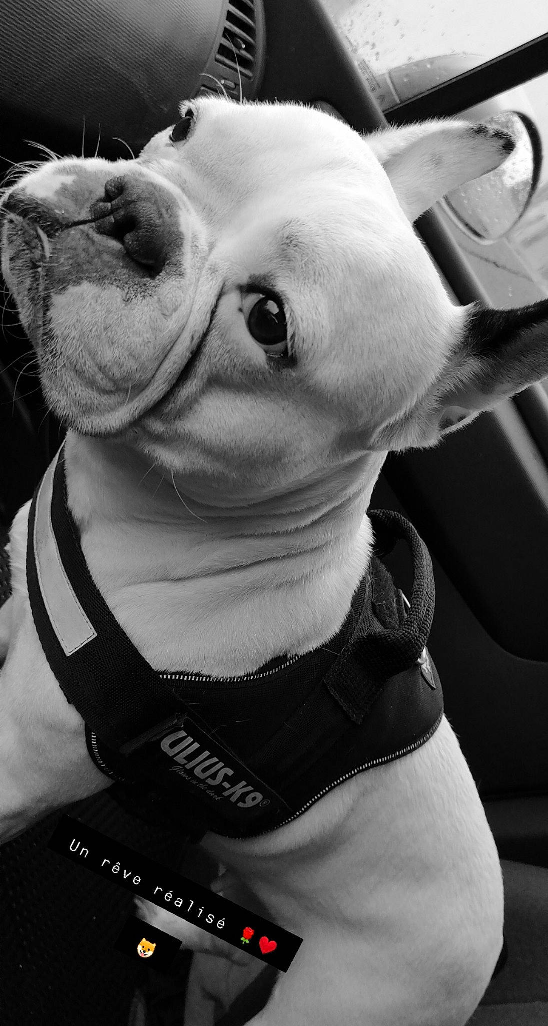 Biancka participe au concours pour gagner de l'argent avec cette photo : american_bulldog, american_staffordshire_terrier, black_and_white, boston_terrier, bulldog, canidae, carnivore, companion_dog, dog, dog_breed, ear, mouth, non_sporting_group, nose, pit_bull, puppy, rare_breed_dog, smile, snout, whiskers