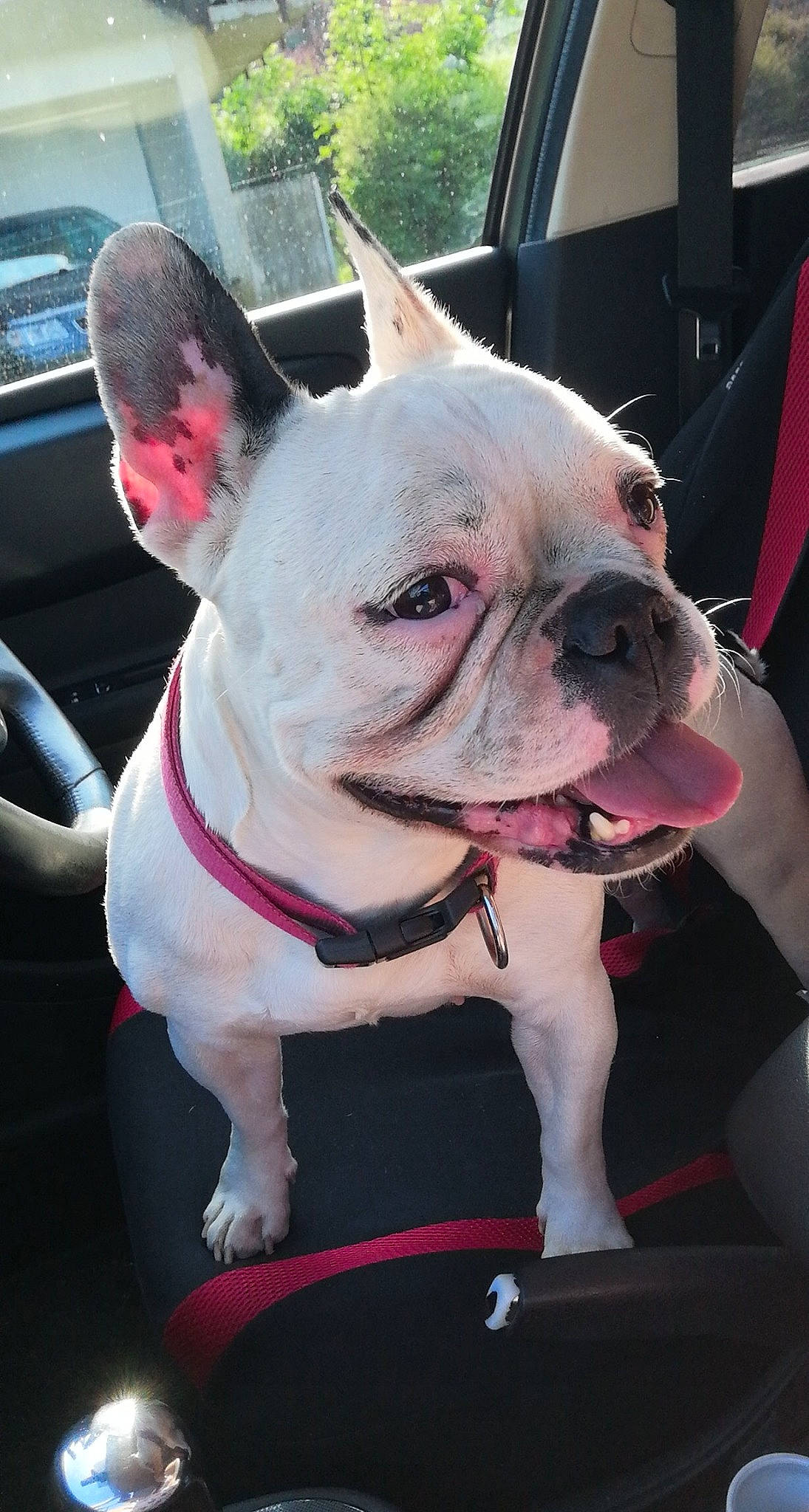 Biancka a rejoint le concours — aidez-le/la à gagner de superbes lots ! american_bulldog, australian_bulldog, bulldog, canidae, carnivore, collar, companion_dog, dog, dog_breed, dog_collar, fawn, french_bulldog, mammal, molosser, non_sporting_group, olde_english_bulldogge, rare_breed_dog, snout, toy_bulldog, vertebrate