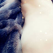Biancka a rejoint le concours — aidez-le/la à gagner de superbes lots ! blue, canidae, fur, fur_clothing, hand, human_leg, leg, skin, textile