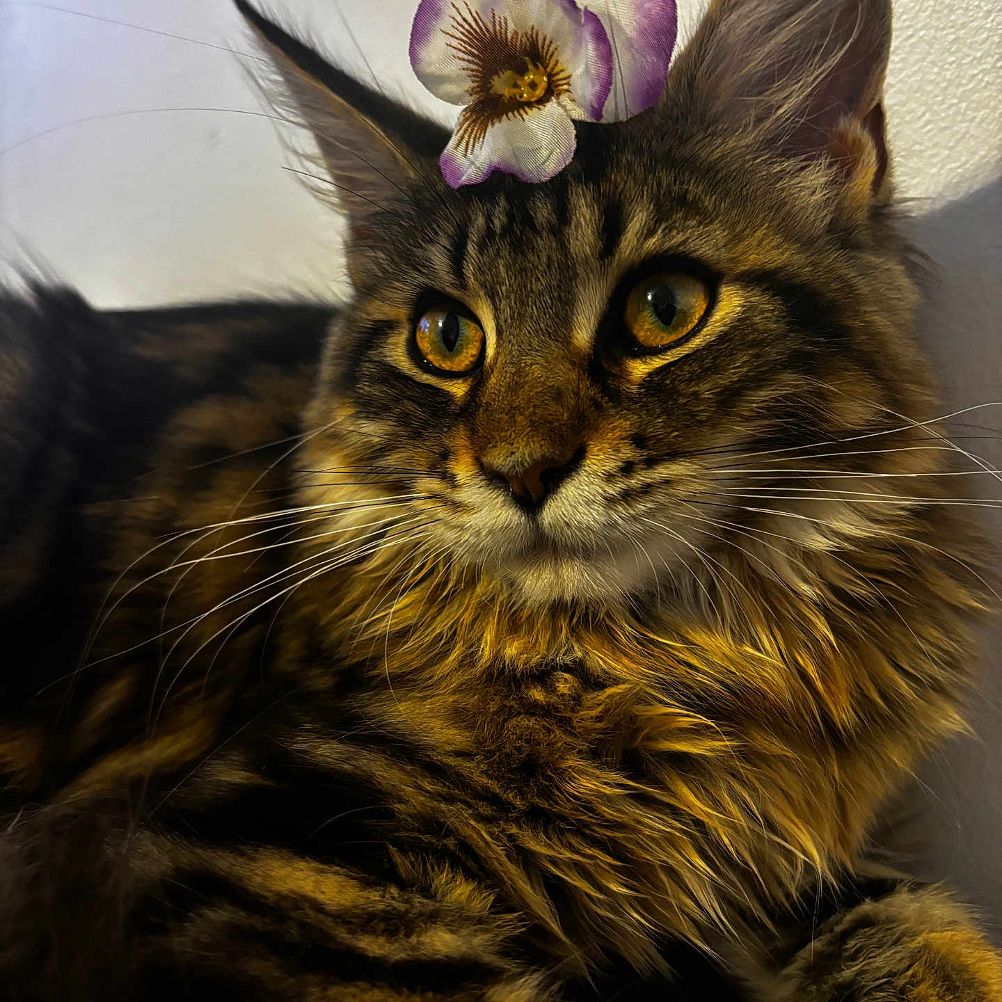 Lyxi a rejoint le concours — aidez-le/la à gagner de superbes lots ! abyssinian, angora, animal, cat, crocus, flower, flowerarrangement, flowerbouquet, geranium, hardwood, ikebana, iris, kitten, manx, orchid, pet, petal, plant, purple, wood