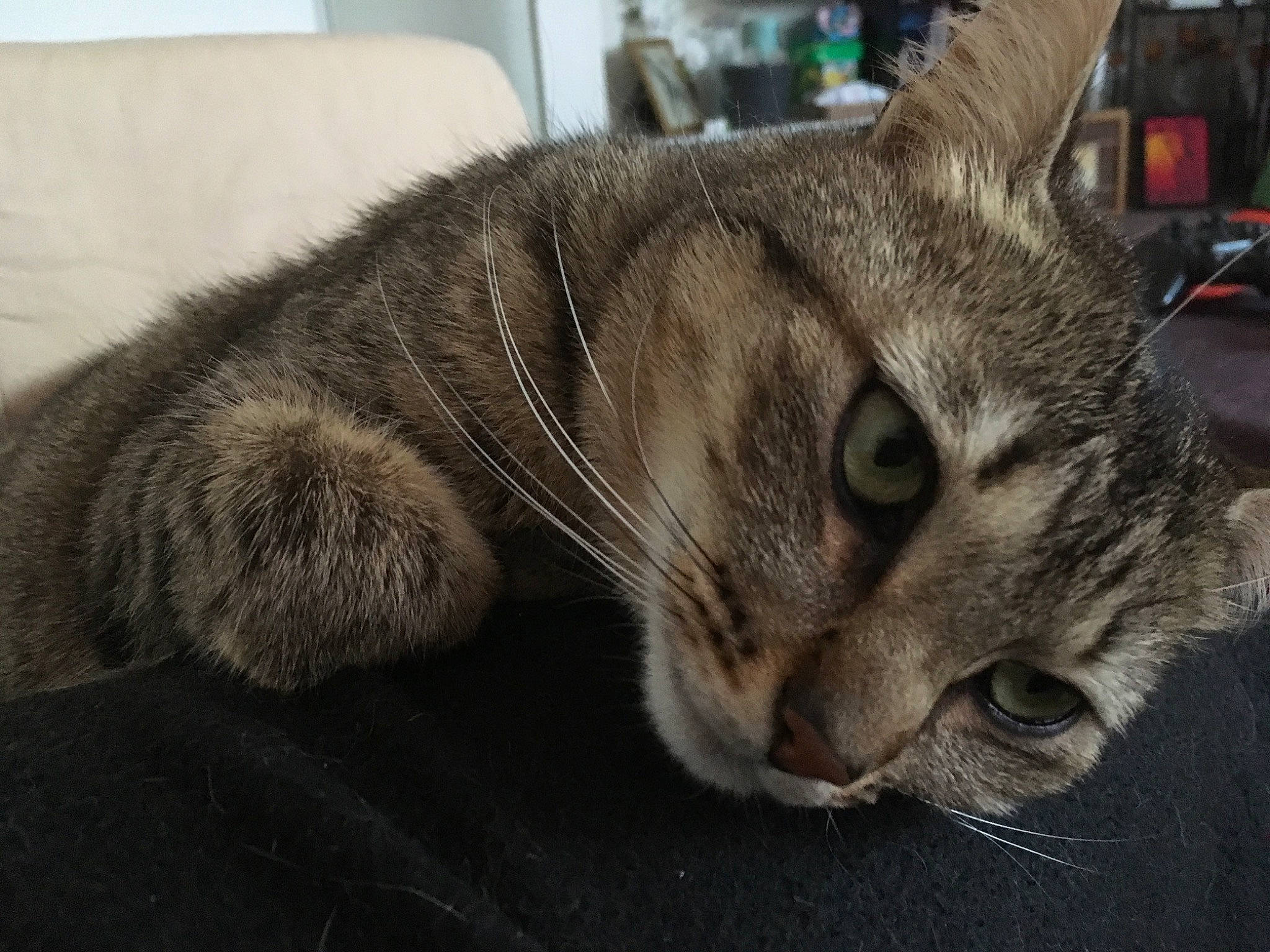 Callie a rejoint le concours — aidez-le/la à gagner de superbes lots ! american_shorthair, asian, australian_mist, california_spangled, carnivore, cat, domestic_short_haired_cat, dragon_li, european_shorthair, eye, felidae, fur, mammal, nap, paw, small_to_medium_sized_cats, snout, tabby_cat, vertebrate, whiskers