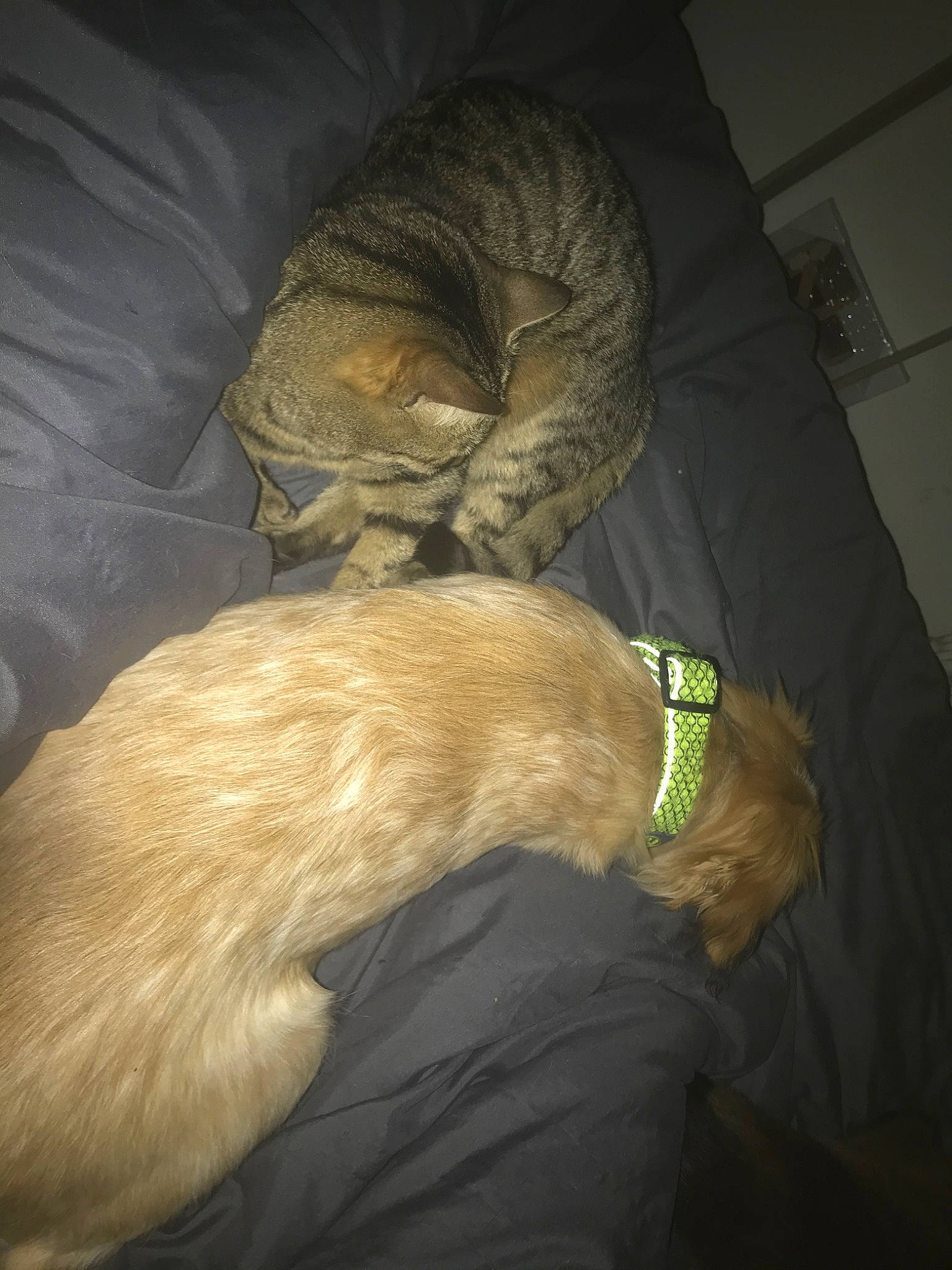 Callie a rejoint le concours — aidez-le/la à gagner de superbes lots ! carnivore, cat, fawn, felidae, fur, sleep, small_to_medium_sized_cats, tail