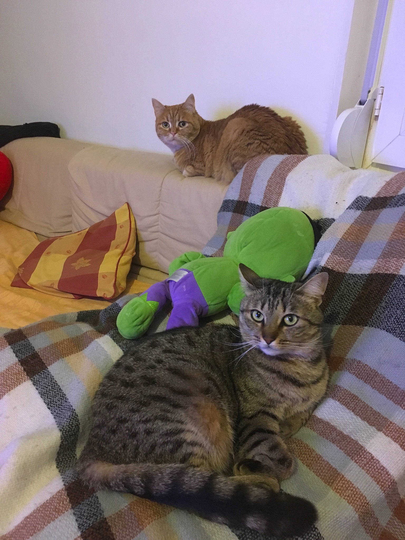 Callie a rejoint le concours — aidez-le/la à gagner de superbes lots ! american_shorthair, asian, australian_mist, california_spangled, carnivore, cat, domestic_short_haired_cat, dragon_li, european_shorthair, felidae, german_rex, kitten, mammal, ocicat, pixie_bob, small_to_medium_sized_cats, tabby_cat, toyger, vertebrate, whiskers