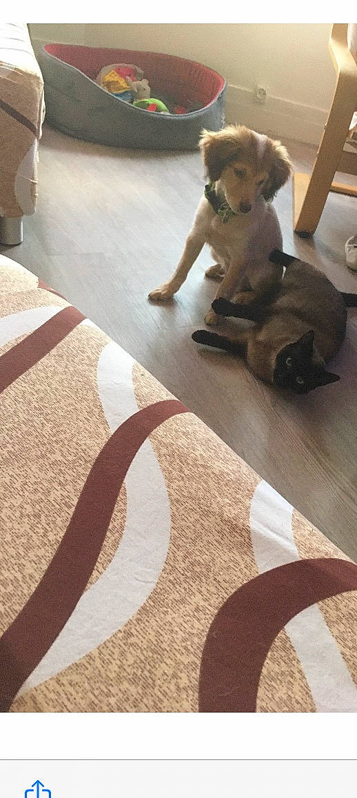 Nalah participe au concours pour gagner de l'argent avec cette photo : beige, brown, canidae, carpet, companion_dog, fawn, floor, flooring, hardwood, interior_design, laminate_flooring, room, tile, wood, wood_flooring