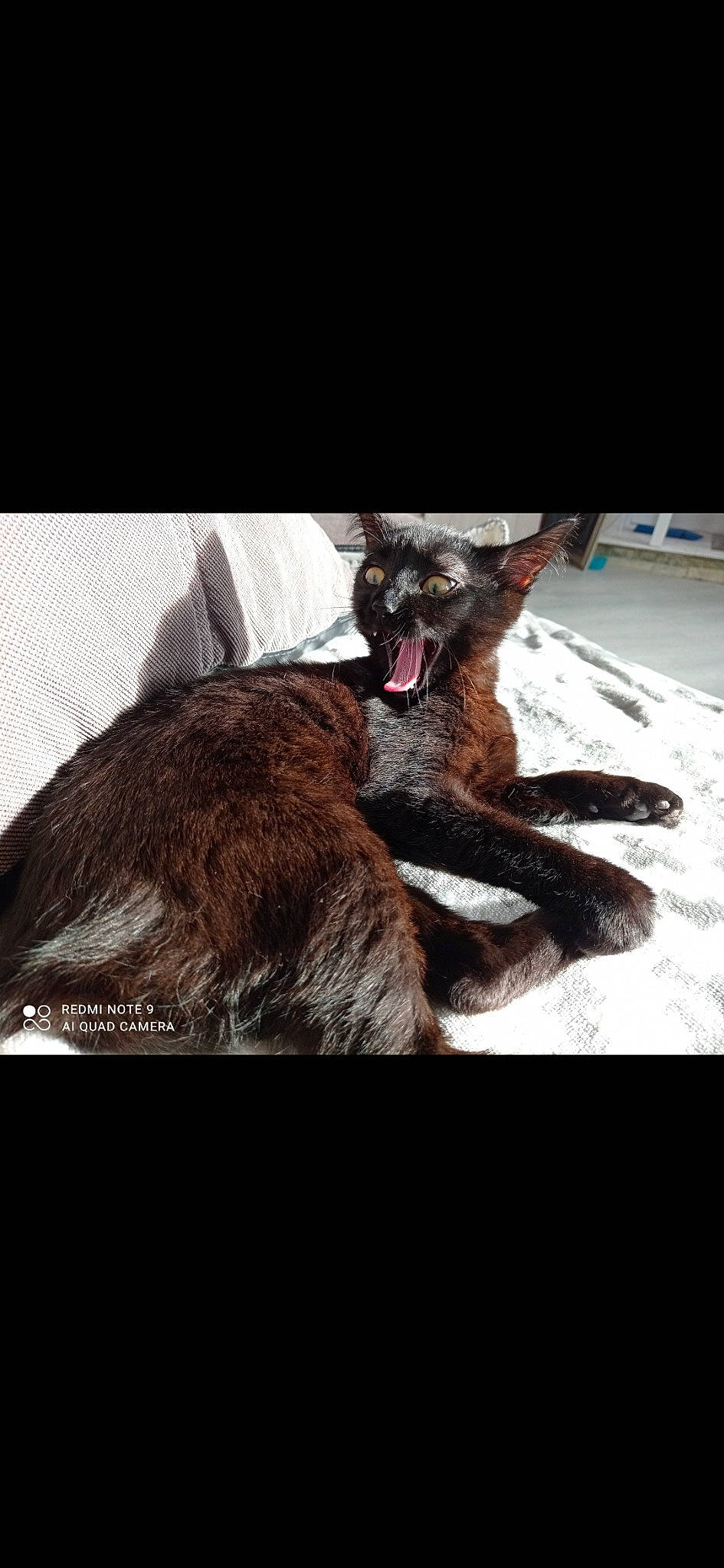 Didi participe au concours pour gagner de l'argent avec cette photo : art, canidae, carnivore, claw, darkness, dog_breed, fawn, felidae, fictional_character, fur, liver, small_to_medium_sized_cats, sporting_group, tail, terrestrial_animal, vertebrate, whiskers, wildlife