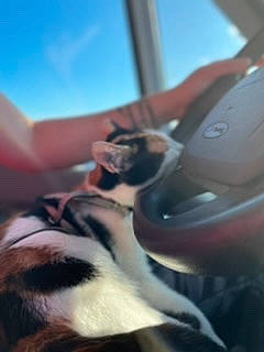 Séky a rejoint le concours — aidez-le/la à gagner de superbes lots ! canidae, carnivore, claw, companion_dog, dog, dog_breed, felidae, foot, fur, human_leg, nap, non_sporting_group, paw, sky, small_to_medium_sized_cats, snout, sporting_group, tail, whiskers