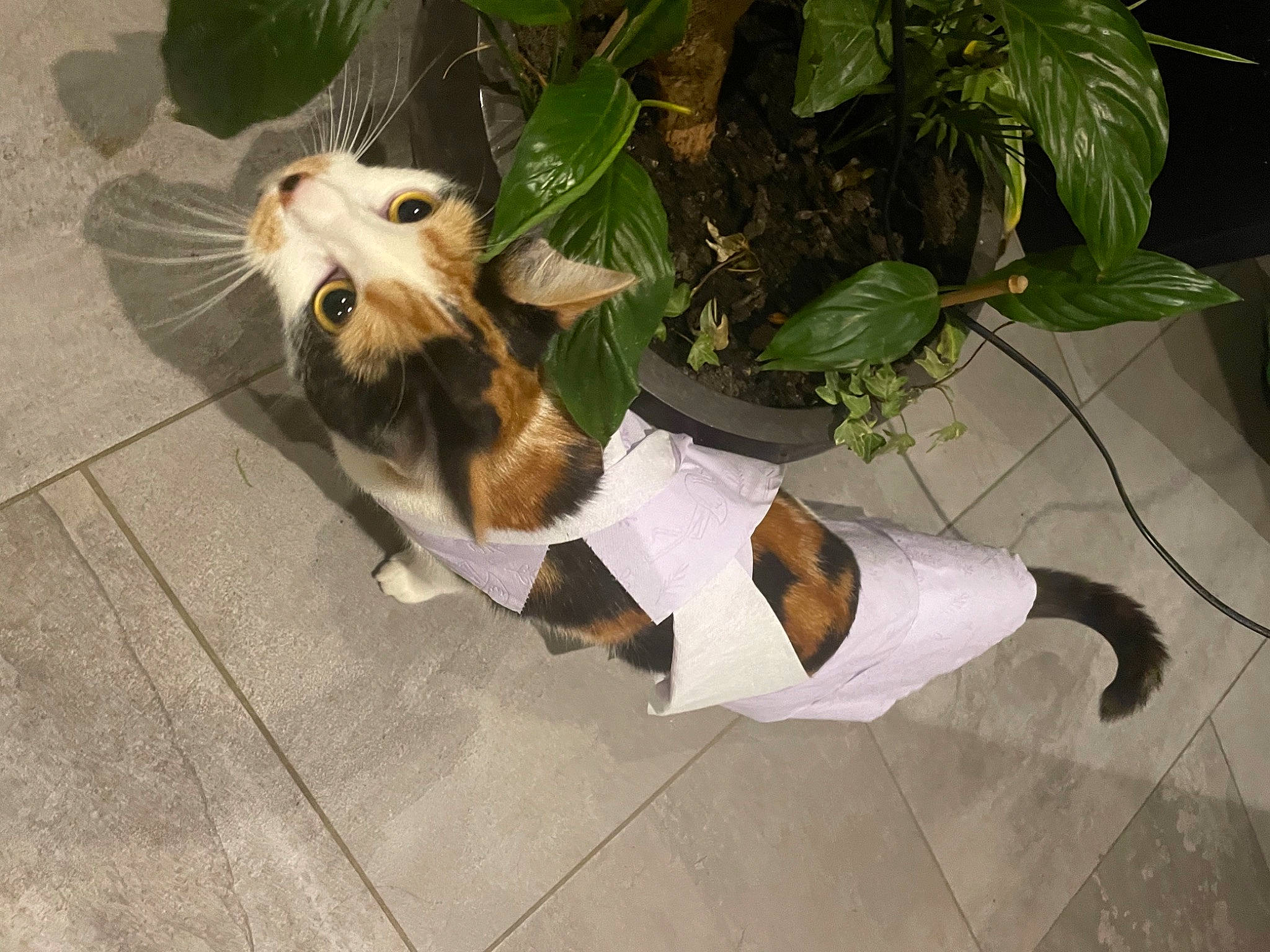 Séky participe au concours pour gagner de l'argent avec cette photo : canidae, carnivore, companion_dog, costume, dog, dog_breed, dog_clothes, fawn, flooring, flowerpot, fur, grass, houseplant, human_leg, plant, sidewalk, sporting_group, tail, toy_dog, whiskers