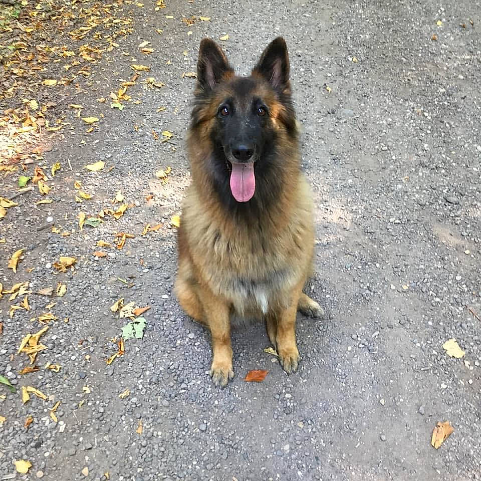 Lalou participe au concours pour gagner de l'argent avec cette photo : ancient_dog_breeds, asphalt, canidae, carnivore, companion_dog, dog, dog_breed, east_european_shepherd, fawn, german_shepherd_dog, herding_dog, king_shepherd, old_german_shepherd_dog, road_surface, sporting_group, tail, tar, terrestrial_animal, tervuren, working_dog