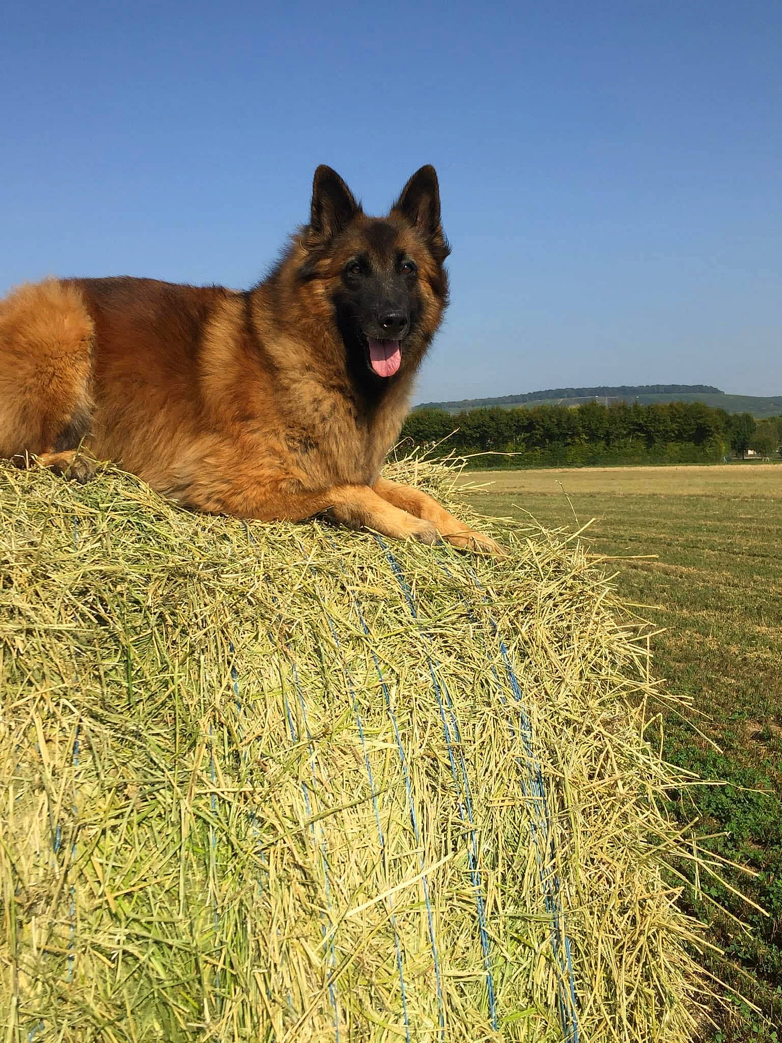 Lalou participe au concours pour gagner de l'argent avec cette photo : agriculture, canidae, canis, carnivore, dog, dog_breed, fawn, german_shepherd_dog, grass, grassland, herding_dog, old_german_shepherd_dog, plant, sky, snout, sporting_group, terrestrial_animal, tree, wildlife, working_animal