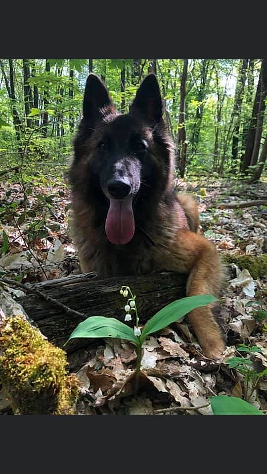 Lalou a rejoint le concours — aidez-le/la à gagner de superbes lots ! canidae, canis, carnivore, companion_dog, dog, dog_breed, fang, forest, fur, grass, jaw, organism, plant, snout, sporting_group, terrestrial_animal, terrestrial_plant, tree, working_animal, working_dog