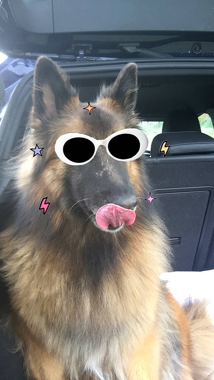 Lalou a rejoint le concours — aidez-le/la à gagner de superbes lots ! balinese, canidae, carnivore, cat, collar, dog_breed, fang, felidae, fur, mammal, paw, small_to_medium_sized_cats, snapshot, snout, spitz, tail, terrestrial_animal, whiskers, wildlife, yawn