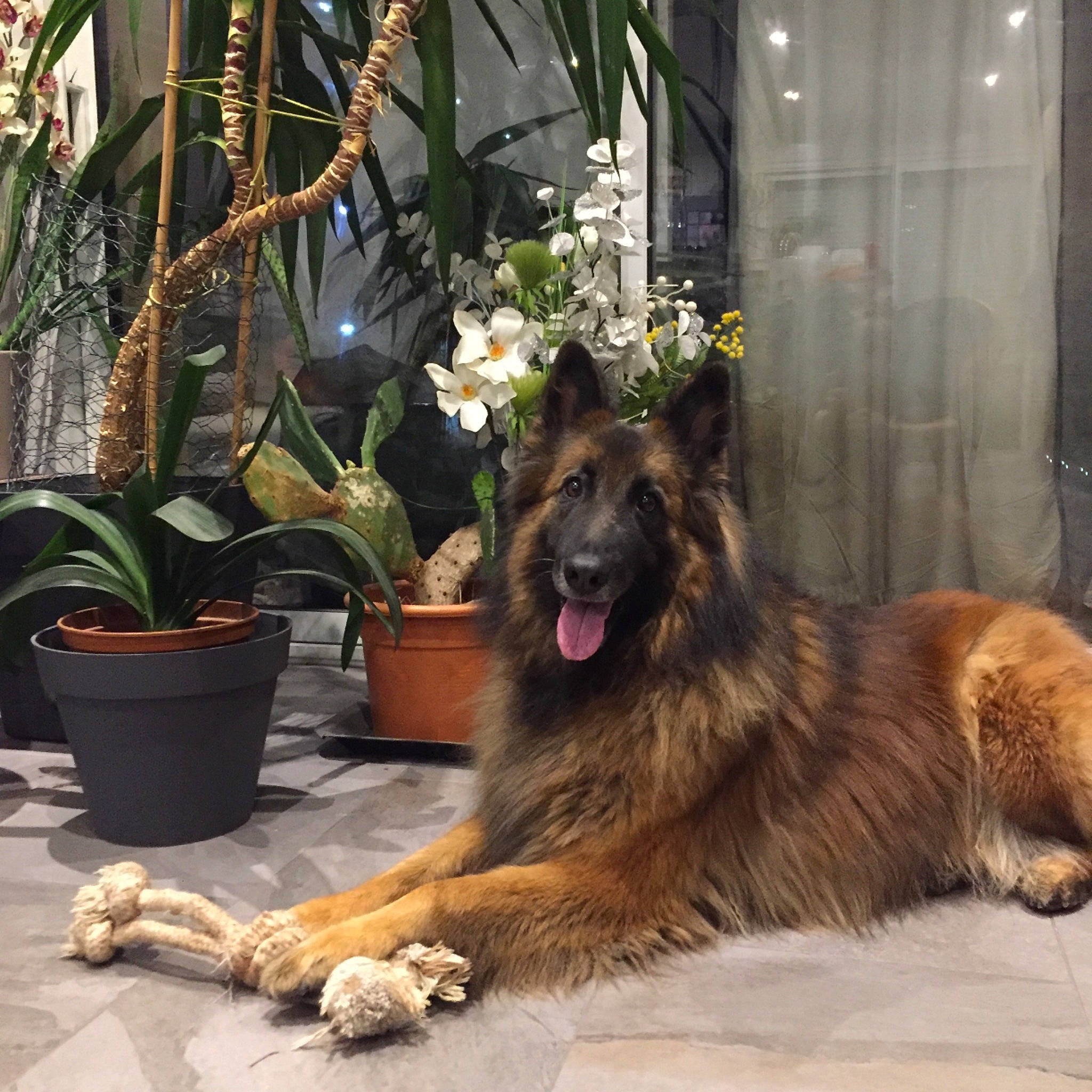 Lalou a rejoint le concours — aidez-le/la à gagner de superbes lots ! canidae, carnivore, companion_dog, dog, dog_breed, fawn, flower, flowerpot, fur, german_shepherd_dog, herding_dog, houseplant, old_german_shepherd_dog, paw, plant, snout, sporting_group, tail, terrestrial_animal, terrestrial_plant