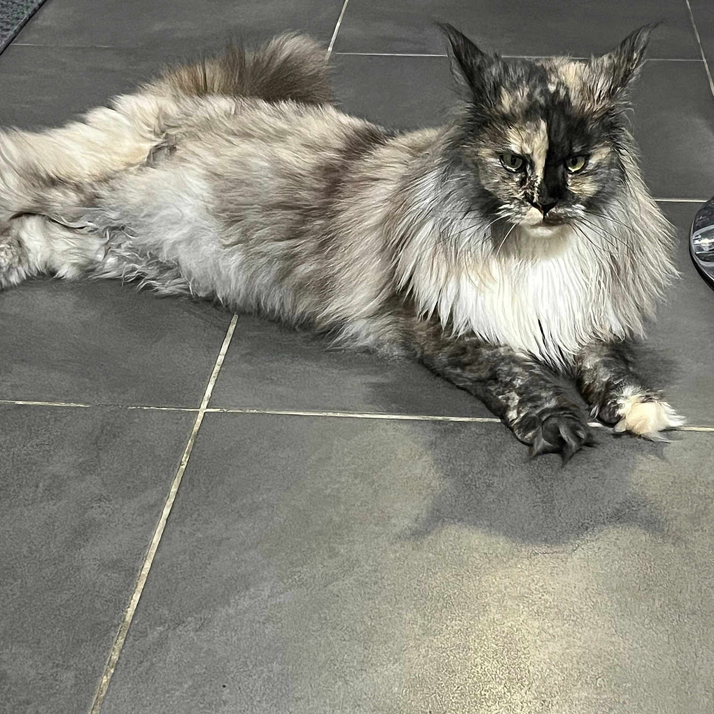 Bellatrix
