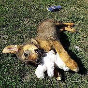 Fluffy a rejoint le concours — aidez-le/la à gagner de superbes lots ! carnivoran, dog, dog_breed, dog_breed_group, dog_like_mammal, fauna, german_shepherd_dog, grass, plant, puppy, snout
