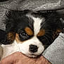 puppy, dog, cavalier_king_charles_spaniel, close_up, sleepy, fur, black, white, brown, person, arm, hand, cozy, resting, cute, pet, indoor, portrait, animal, soft