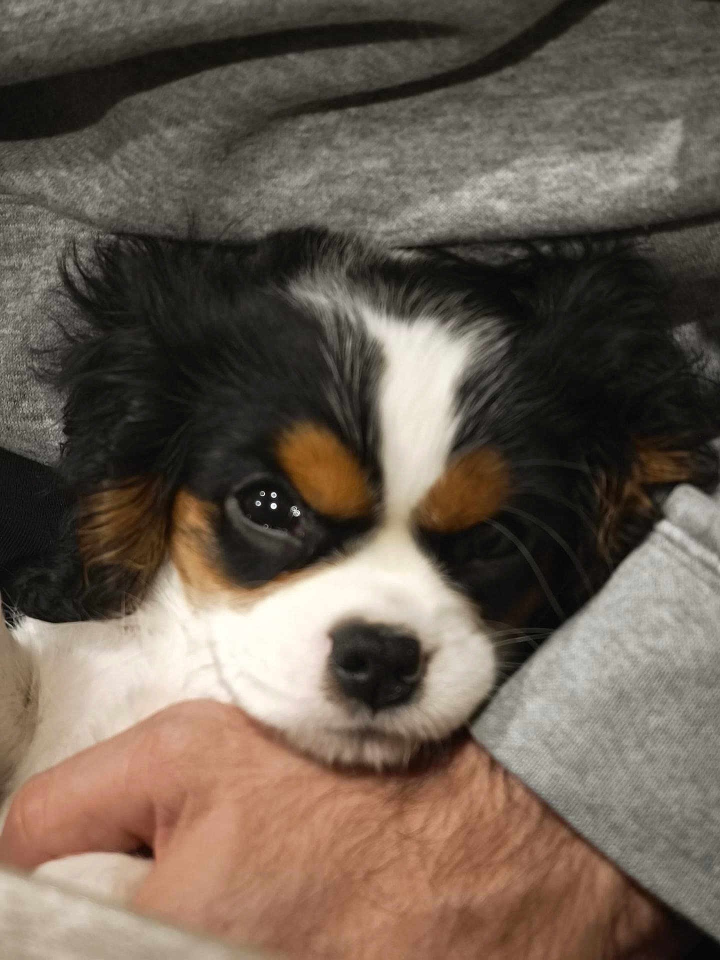 Mélodie a rejoint le concours — aidez-le/la à gagner de superbes lots ! puppy, dog, cavalier_king_charles_spaniel, close_up, sleepy, fur, black, white, brown, person, arm, hand, cozy, resting, cute, pet, indoor, portrait, animal, soft