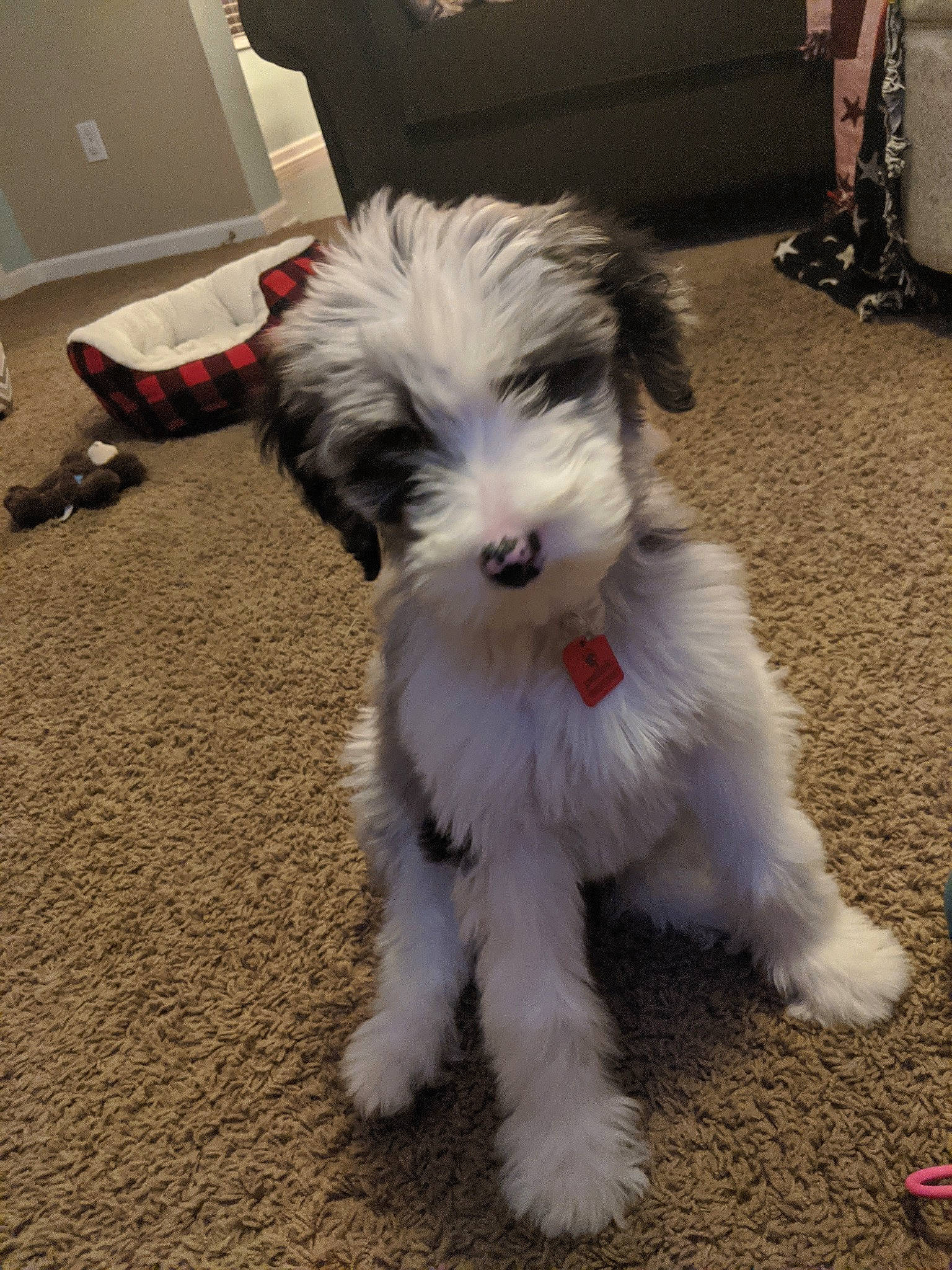 Gigi is registered to the contest to win money with this photo: canidae, carnivore, companion_dog, dog, dog_breed, havanese, kyi_leo, lowchen, maltepoo, mammal, morkie, old_english_sheepdog, polish_lowland_sheepdog, puppy, rare_breed_dog, schnoodle, shih_tzu, sporting_lucas_terrier, tibetan_terrier, vertebrate