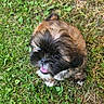 Bold participe au concours pour gagner de l'argent avec cette photo : adorable, animal, black_face, brown, canine, cute, dog, friendly, fur, grass, happy, nature, outdoor, pet, playful, puppy, sitting, small, tongue_out, young_dog