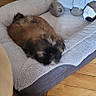 Bold participe au concours pour gagner de l'argent avec cette photo : animal, brown_dog, comfort, companion, cozy, dog, domestic, fluffy, furniture_leg, home, indoor, pet_bed, plush_toy, quiet, relaxation, resting, small_dog, soft_bed, toy, wooden_floor