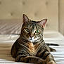 cat, tabby, pet, animal, feline, bed, indoor, portrait, whiskers, green_eyes, relaxed, fur, domestic_cat, cute, lying_down, close_up, soft_light, home, cozy, resting