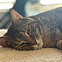 cat, tabby, pet, animal, lying_down, relaxing, carpet, fluffy, closeup, whiskers, ears, fur, indoor, soft_light, blurred_background, face, sleepy, cute, domestic_cat, resting