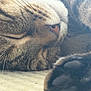 Sophia joined the competition — help win amazing prizes! cat, tabby, sleeping, close_up, paw, fur, whiskers, nose, relaxation, cozy, animal, pet, soft, texture, mammal, domestic, rest, cute, peaceful, indoor