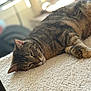 Sophia is registered to the contest to win money with this photo: cat, tabby, sleeping, pet, indoor, blanket, fur, whiskers, relaxation, cozy, closeup, animal, mammal, soft, texture, resting, cute, domestic, feline, comfort