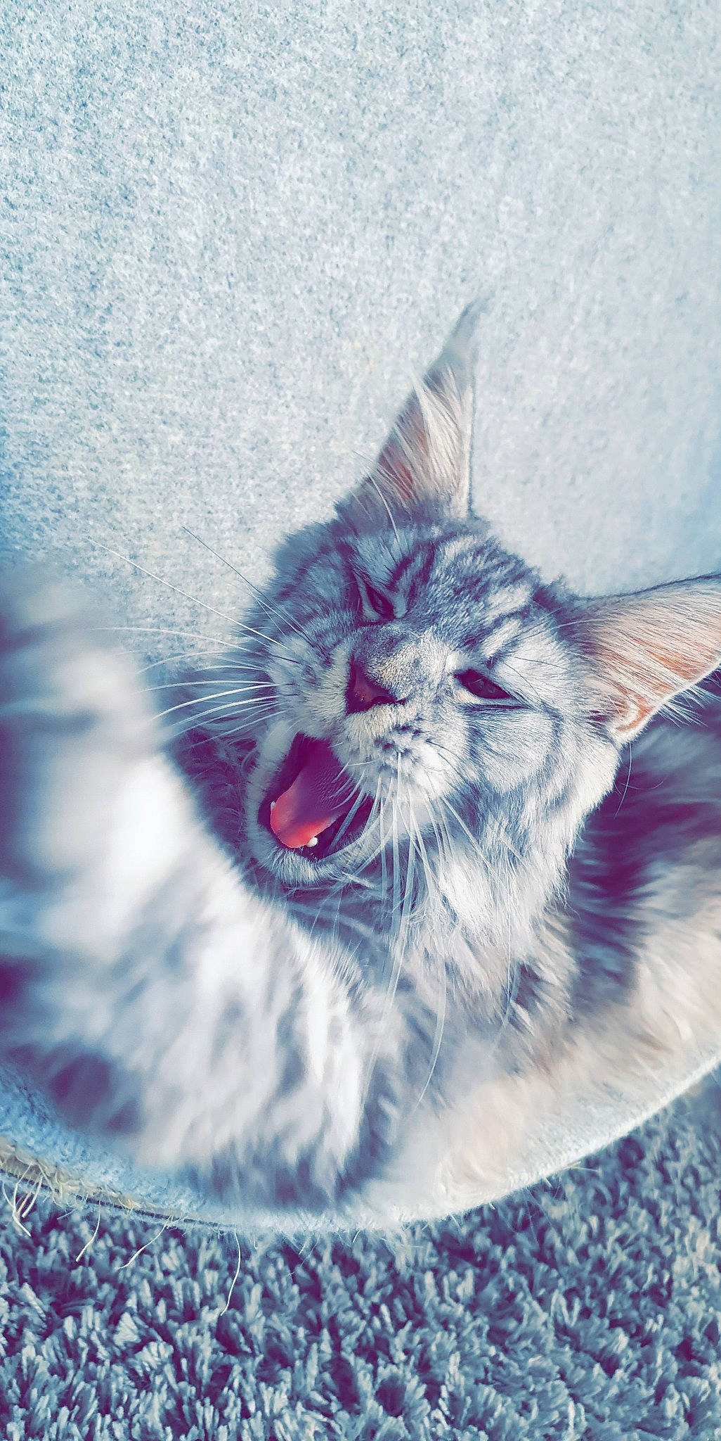 Roméo participe au concours pour gagner de l'argent avec cette photo : art, carnivore, cat, cloud, eye, fang, felidae, happy, head, human_body, jaw, leg, organism, plant, sky, small_to_medium_sized_cats, snout, tail, whiskers, yawn