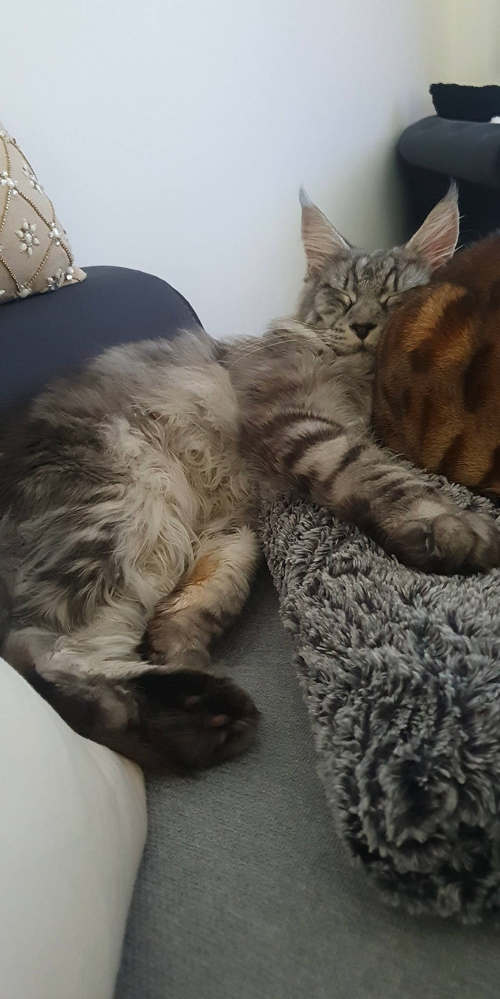 Roméo a rejoint le concours — aidez-le/la à gagner de superbes lots ! bed, carnivore, cat, cat_bed, claw, comfort, domestic_short_haired_cat, felidae, fur, grey, nap, paw, sitting, sleep, small_to_medium_sized_cats, snout, tail, whiskers