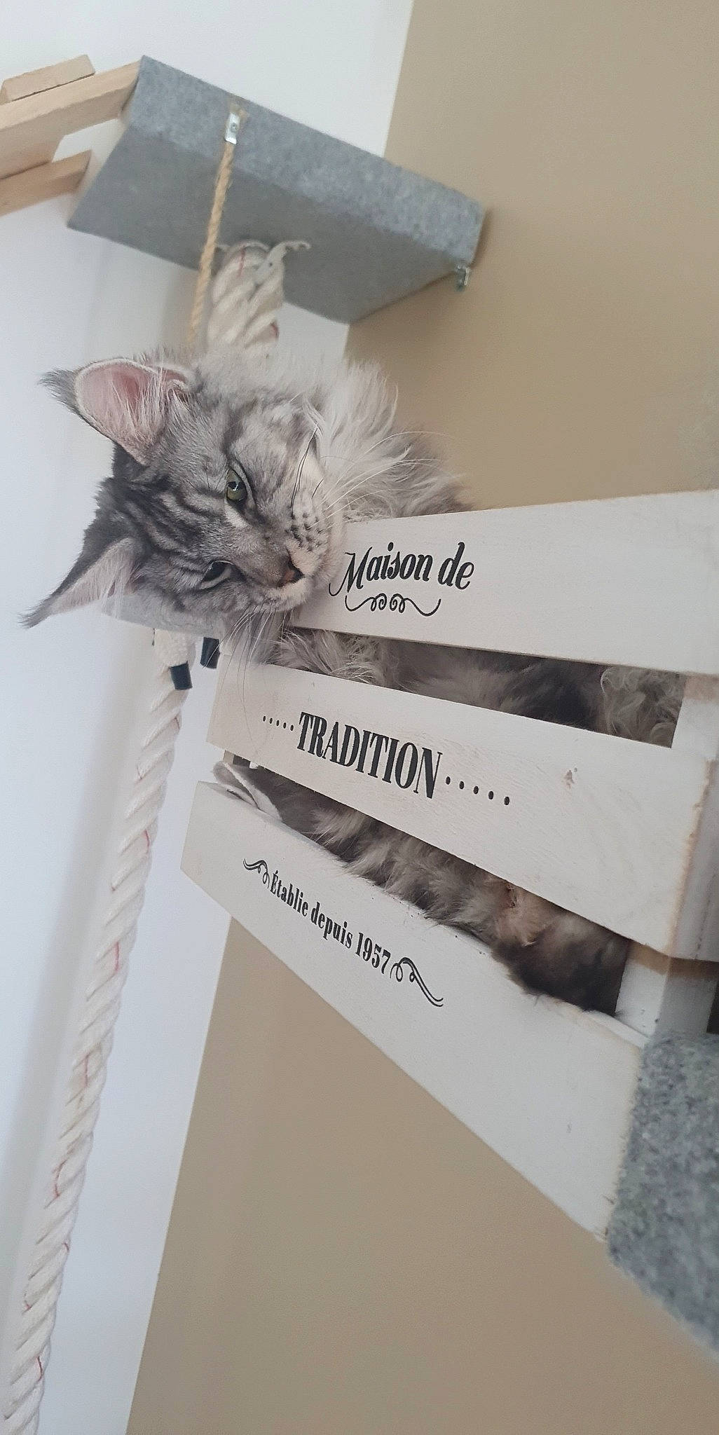 Roméo participe au concours pour gagner de l'argent avec cette photo : art, carnivore, cat, domestic_short_haired_cat, felidae, font, fur, paper, paper_product, plant, publication, rectangle, room, small_to_medium_sized_cats, stationery, tail, whiskers, wood