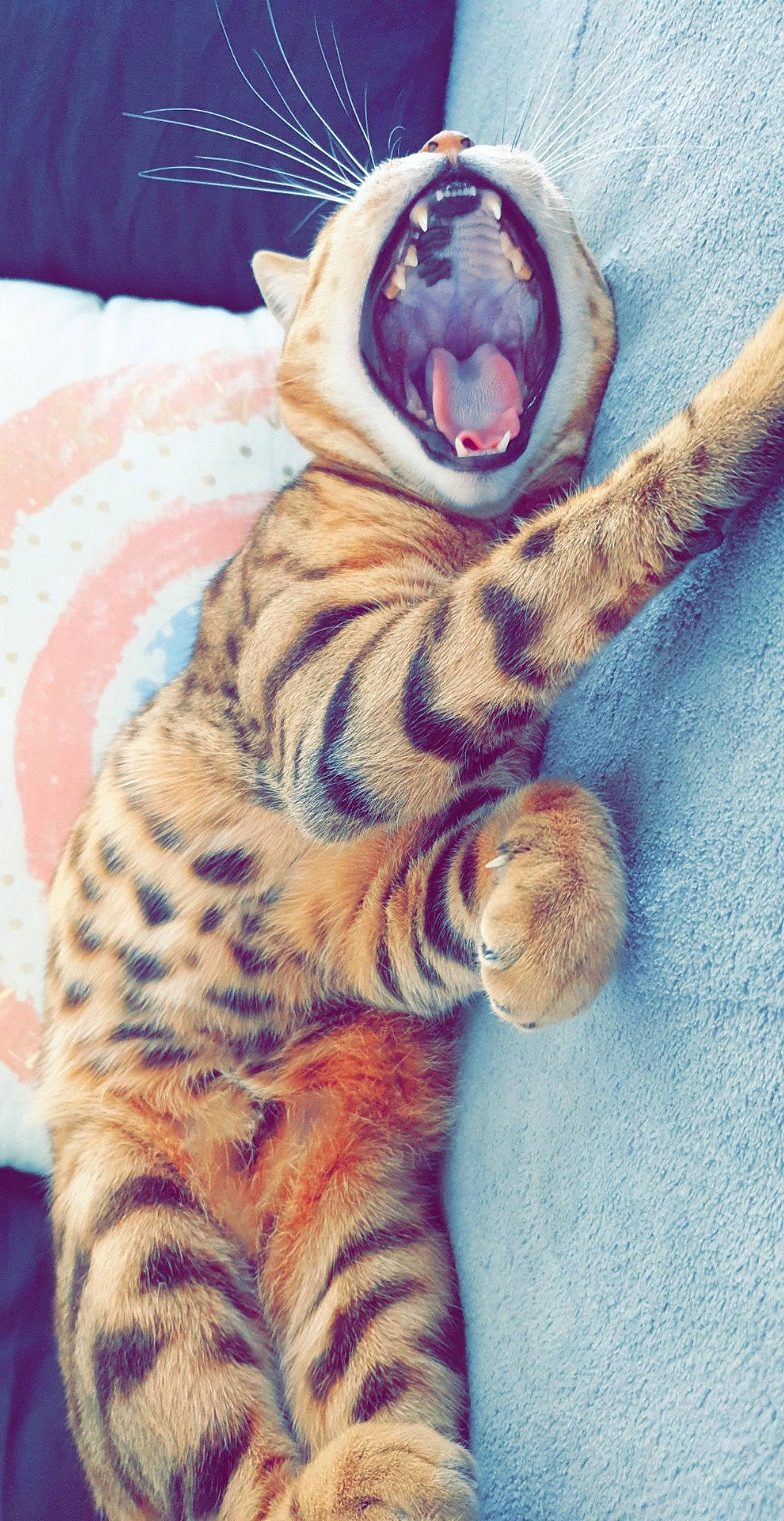 Nolly a rejoint le concours — aidez-le/la à gagner de superbes lots ! bed, bengal_tiger, big_cats, carnivore, fawn, felidae, fur, linens, painting, pattern, paw, siberian_tiger, small_to_medium_sized_cats, snout, tail, terrestrial_animal, tiger, toy, whiskers, wildlife