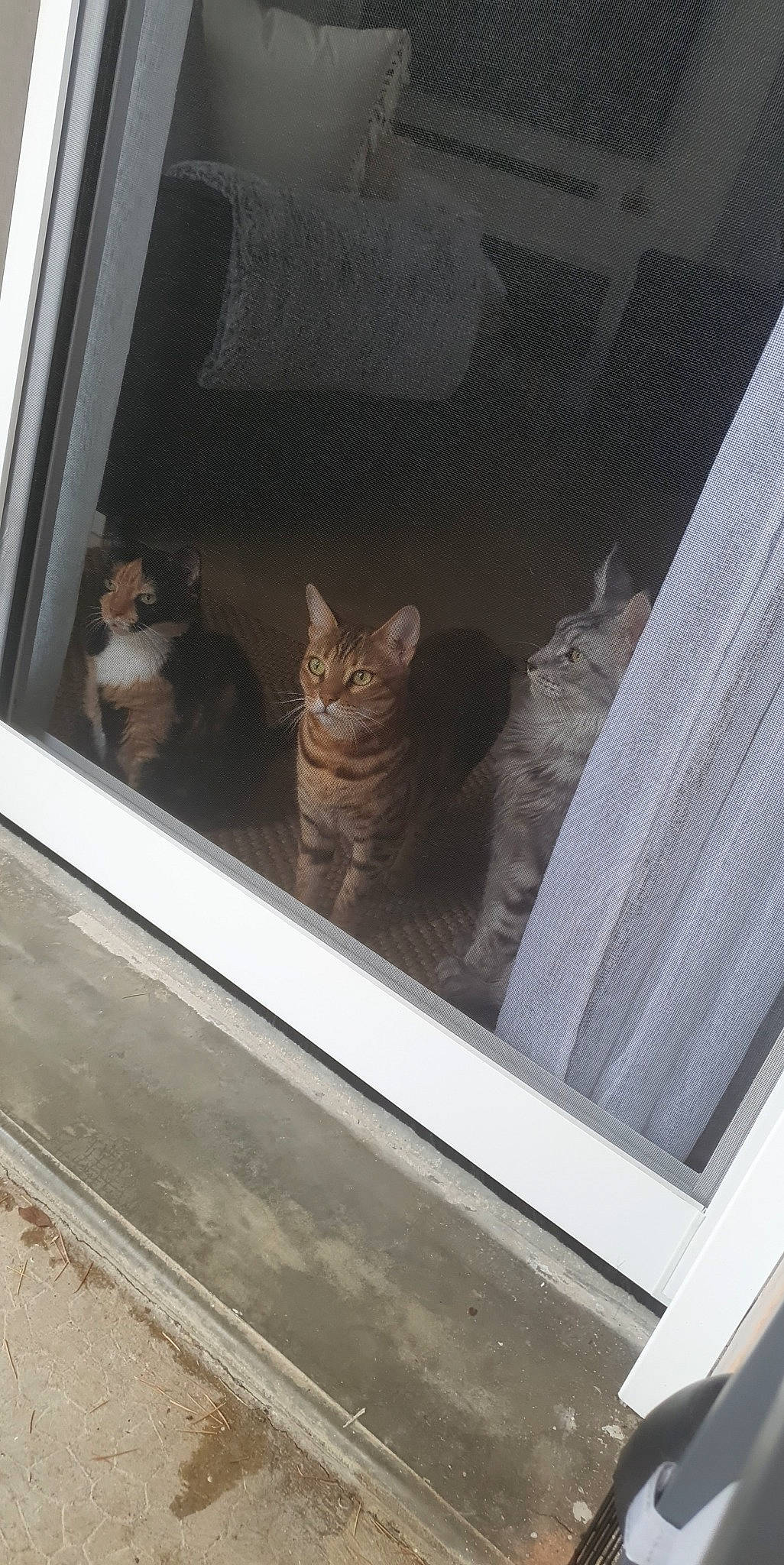 Nolly a rejoint le concours — aidez-le/la à gagner de superbes lots ! automotive_exterior, automotive_lighting, carnivore, cat, domestic_short_haired_cat, door, felidae, fur, glass, grey, room, sash_window, small_to_medium_sized_cats, snout, tail, tints_and_shades, vehicle_door, whiskers, window, wood