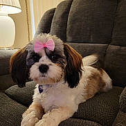 Star is registered to the contest to win money with this photo: dog, bow, pet, indoor, lamp, armchair, furniture, cozy, cute, fluffy, relaxing, small_dog, white_fur, brown_fur, black_fur, face, ears, nose, paw, tail