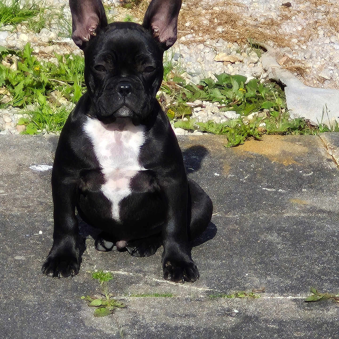 Billy a rejoint le concours — aidez-le/la à gagner de superbes lots ! dog, french_bulldog, puppy, black_dog, white_chest, ears, sitting, outdoor, sunlight, pavement, plants, rocks, pet, animal, canine, cute, small_dog, alert, young, companion