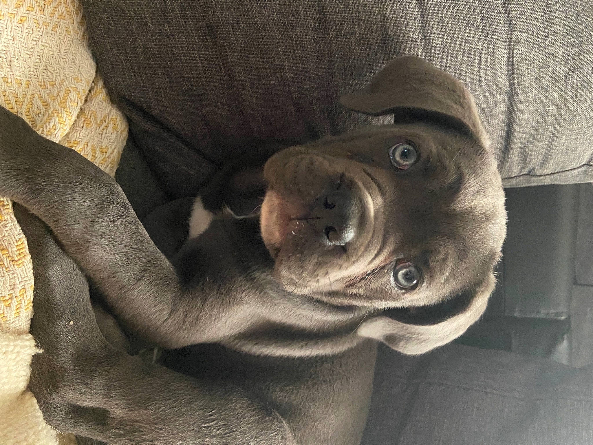 Skyla participe au concours pour gagner de l'argent avec cette photo : carnivore, chest, comfort, companion_dog, dog, dog_breed, eye, fawn, flash_photography, gesture, glasses, grey, human_leg, snout, sunglasses, tints_and_shades, tree, wood, working_animal, wrinkle