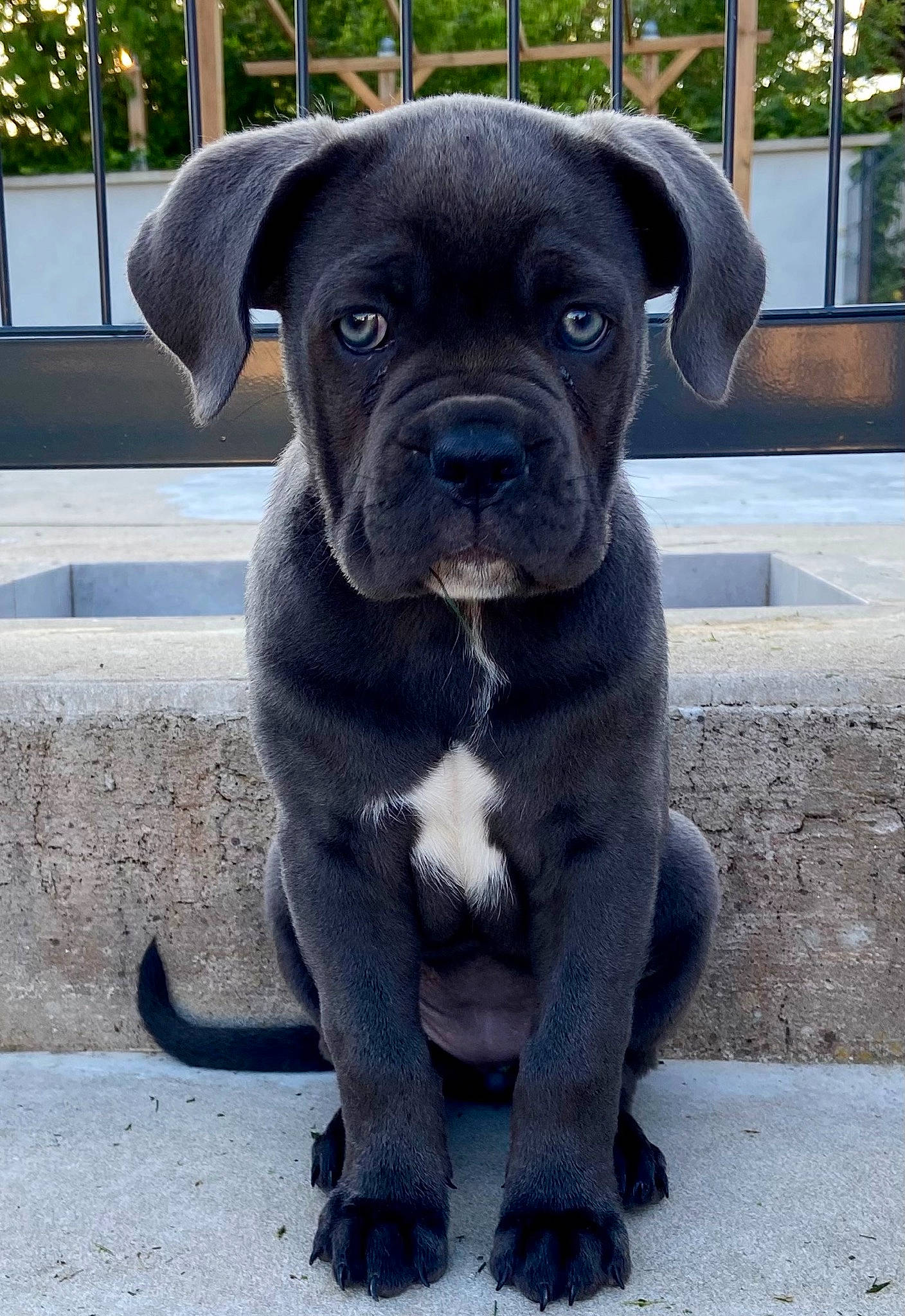 Skyla participe au concours pour gagner de l'argent avec cette photo : canidae, carnivore, collar, companion_dog, dog, dog_breed, dog_collar, fawn, plant, pug, puppy, snout, sporting_group, terrestrial_animal, toy_dog, tree, whiskers, window, working_animal, wrinkle